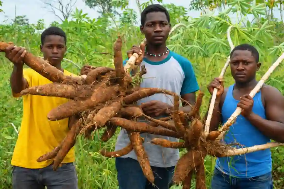 Matna Foods, Ondo Govt to train 3,000 youths in cassava farming