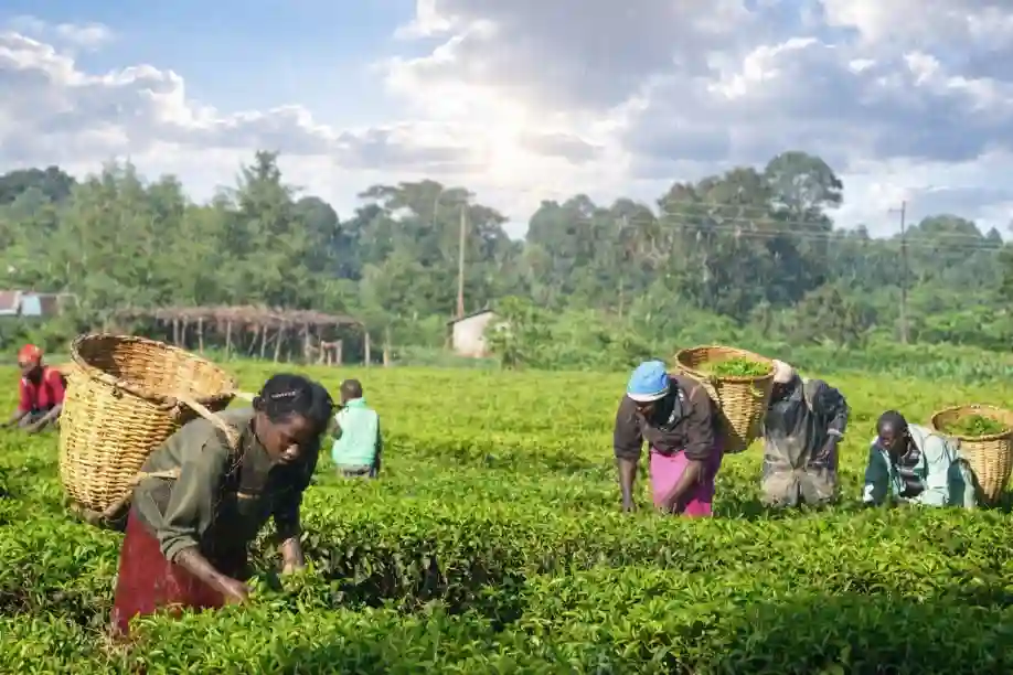 NiMET warns against early planting as rainfall is deceptive