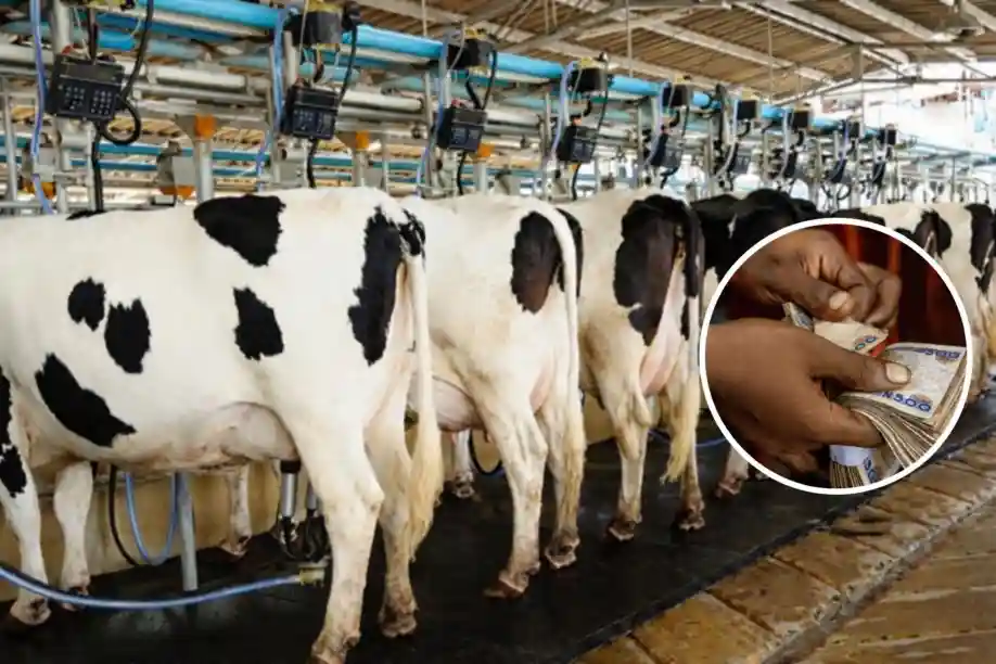 FG–NSIA Dairy Project to Create 7,500 Jobs in Nigeria