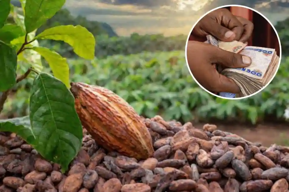 EU invests €86m to boost Nigeria’s cocoa and dairy farming