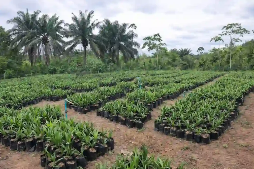 Akwa Ibom approves ₦2.5bn for 620,000 palm seedlings distribution to farmers