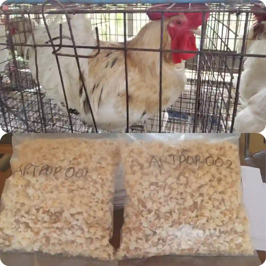 FG Unveils New Chicken Breed, 57 Crop Varieties