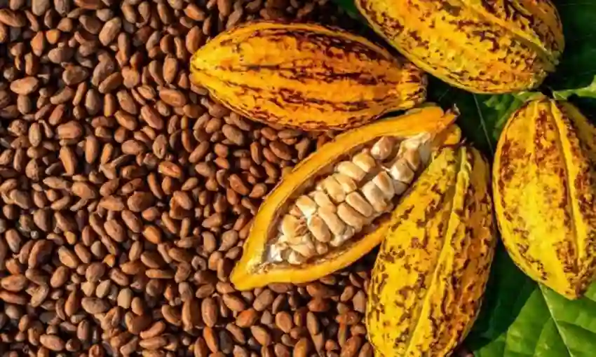 Ekiti to Raise 10 Million Cocoa Seedlings, Boost Processing Jobs