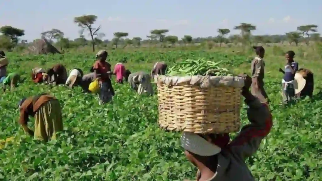 World Bank approves $500m loan for Nigeria’s smallholder farmers