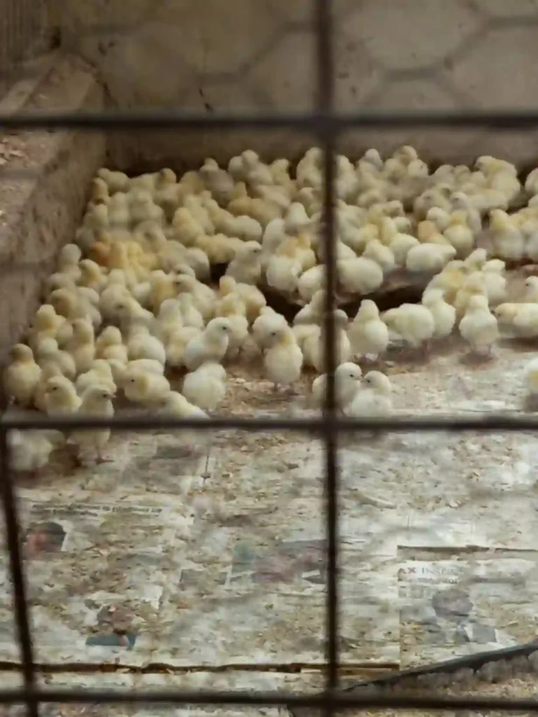 NAPRI begins 2025/2026 hatching, targets 25,000 chicks