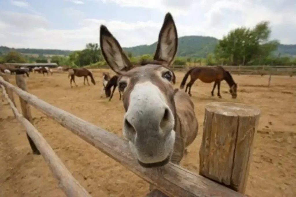 FG moves to boost donkey business, tackle illegal trade
