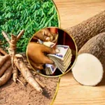Nigeria Produces Over 60 Million Tonnes of Cassava and Yam — FG