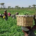 FG Pays ₦396.7m Insurance Claims to 43,000 Farmers
