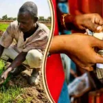 Kano SAPZ Programme Delivers Climate-Smart Inputs to 12,000 Farmers