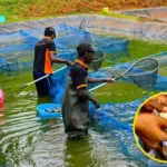 TradeMark Africa to launch fisheries programme targeting 280,000 jobs