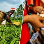 FG to launch $158m programme to support up to 3.6 million Northern farmers