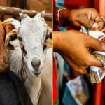Kwara launches KWALES livestock scheme with loans, off-takers for entrepreneurs