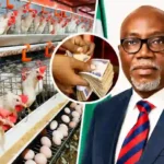 Ondo disburses over ₦23.5m to youths in poultry programme