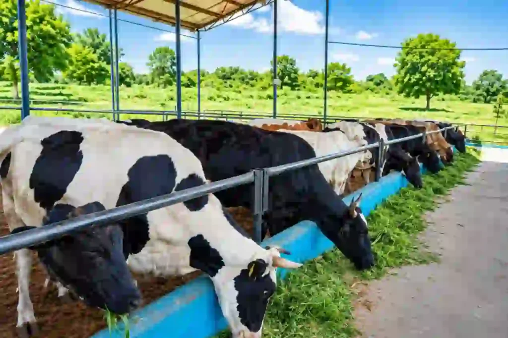 FG trains 100 dairy farmers in Oyo on milk production