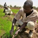 FG Partners FAO To Empower Nigerian Youths Through Agriculture