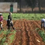 New Farmers Hubs Promise Jobs and Better Harvests in Bauchi