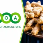 Nigerian Ginger Farmers to Benefit as NBRDA, BOA Launch Rescue Partnership